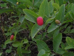 Lonicera chamissoi