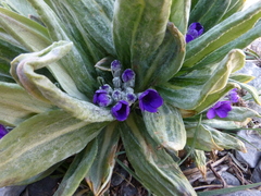 Primula macrophylla