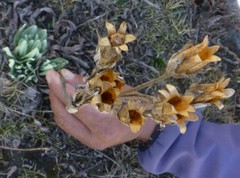Primula macrophylla