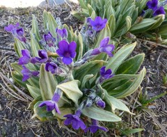 Primula macrophylla