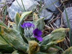 Primula macrophylla