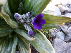 Primula macrophylla