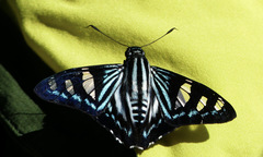 Phocides