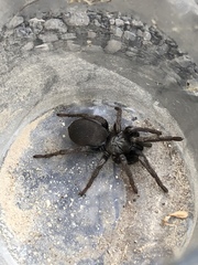 Calisoga longitarsis