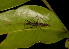 Myodocha intermedia