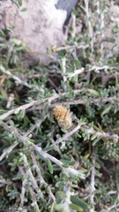 Brachyclados lycioides