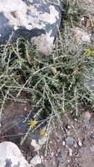 Brachyclados lycioides