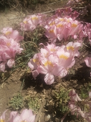 Alstroemeria pallida