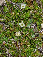 Schizacme montana