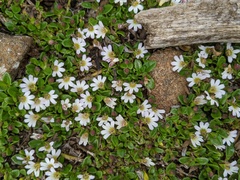 Scaevola hookeri