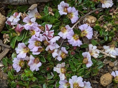 Scaevola hookeri