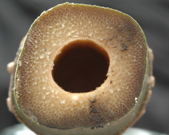 Chimonobambusa quadrangularis