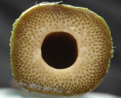 Chimonobambusa quadrangularis