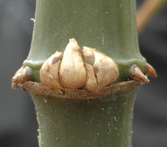 Chimonobambusa quadrangularis