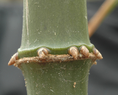 Chimonobambusa quadrangularis