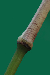 Chimonobambusa quadrangularis