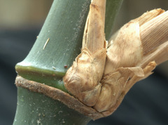 Chimonobambusa quadrangularis