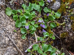 Viola fuscoviolacea