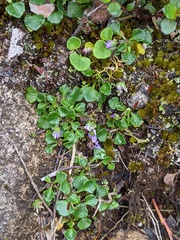 Viola fuscoviolacea