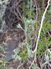 Artemisia mendozana