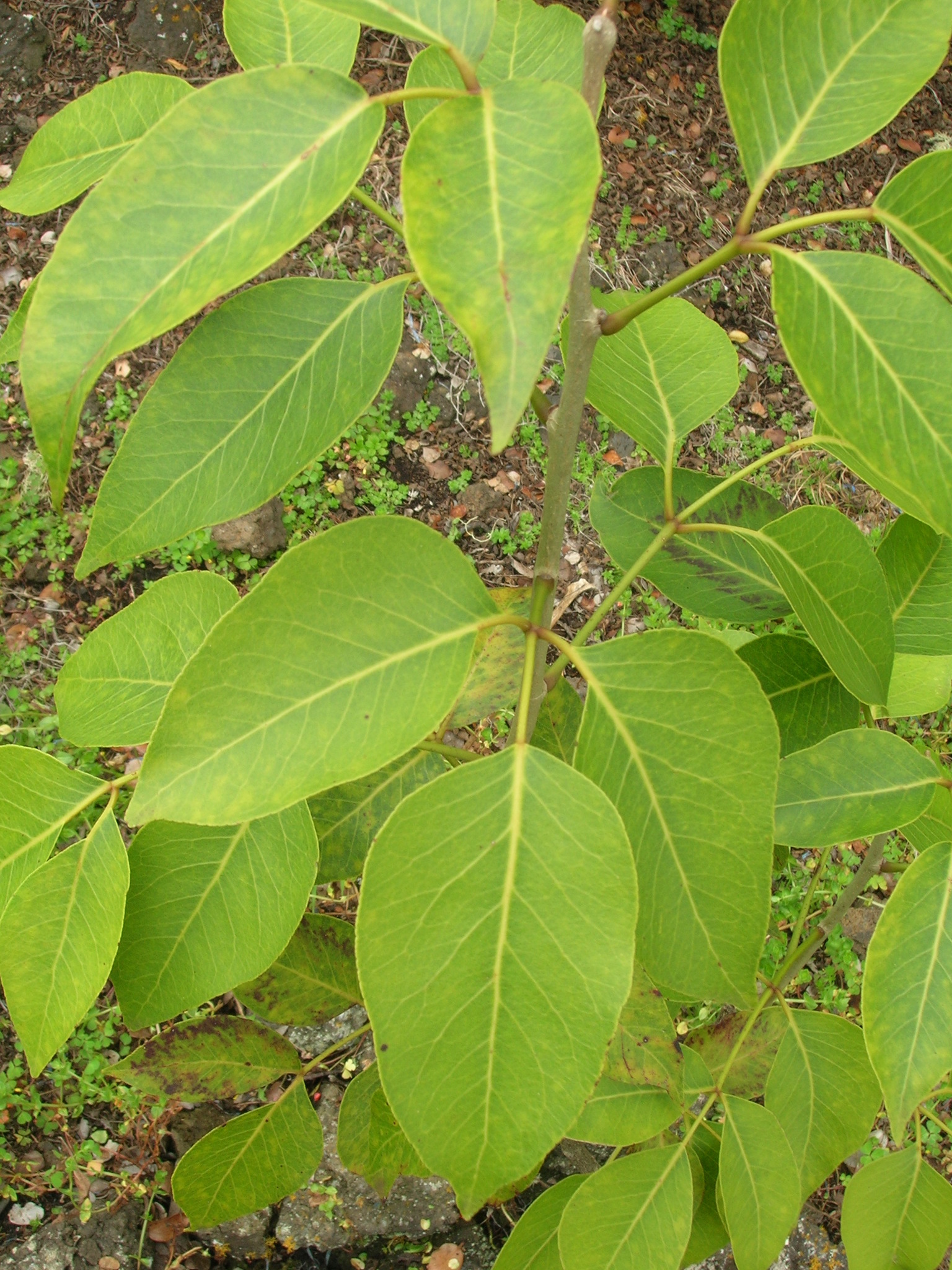 Zanthoxylum hawaiiense