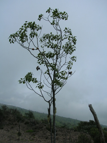 Zanthoxylum hawaiiense