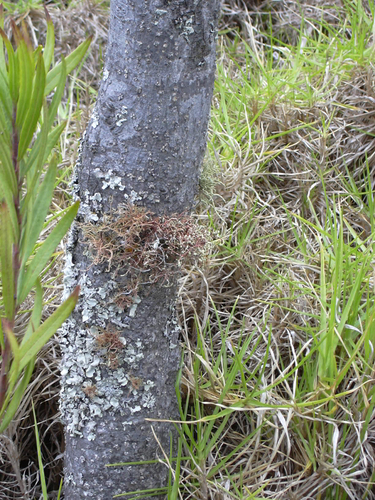 Zanthoxylum hawaiiense