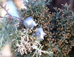Cupressus glabra