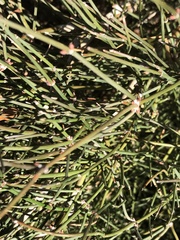 Ephedra antisyphilitica