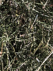 Ephedra antisyphilitica