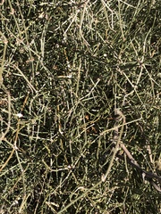 Ephedra antisyphilitica