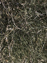 Ephedra antisyphilitica