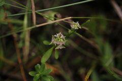 Polygala cruciata