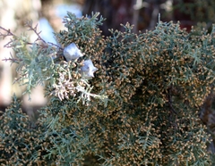 Cupressus glabra