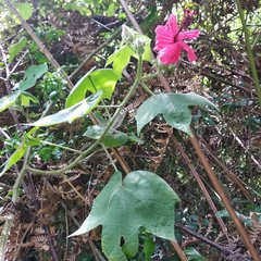 Hibiscus uncinellus