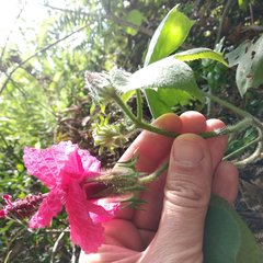 Hibiscus uncinellus