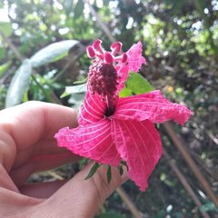 Hibiscus uncinellus