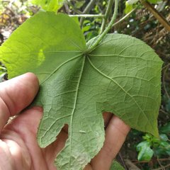 Hibiscus uncinellus