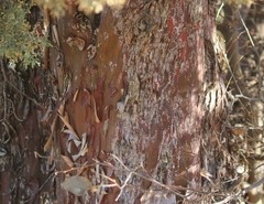 Cupressus glabra