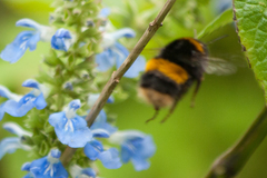 Bombus terrestris