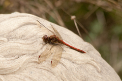 Sympetrum striolatum