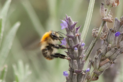 Bombus pascuorum