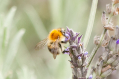 Bombus pascuorum
