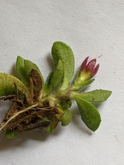 Scaevola hookeri