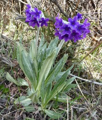 Primula macrophylla