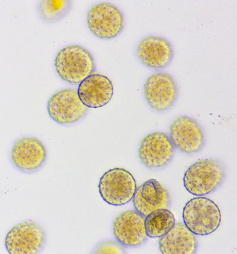 Rubus rust