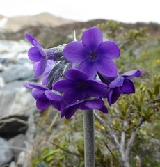 Primula macrophylla