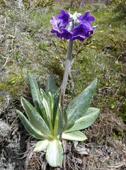 Primula macrophylla