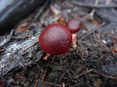 Tubaria punicea