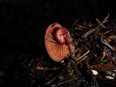 Tubaria punicea